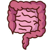 Detox & Gut Health
