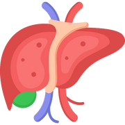 Liver Health